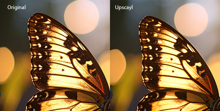 upsayl_schmetterling.png